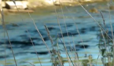 Film Rheintaler vor dem Hochwasser schützen
